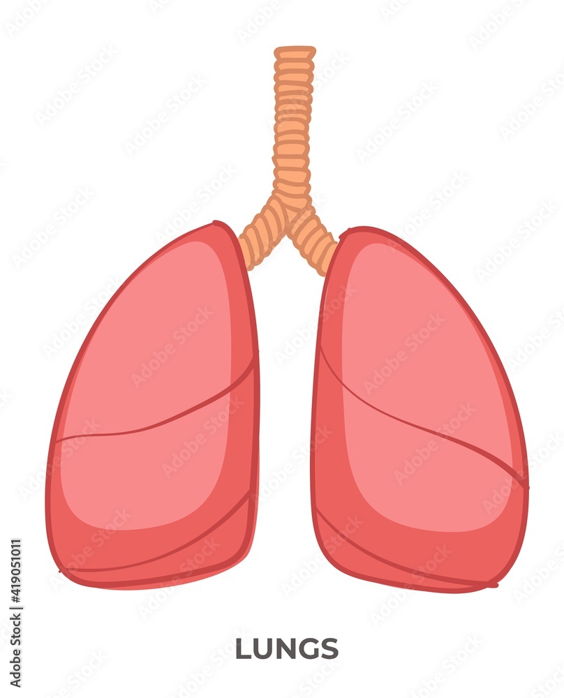 Lungs organ of human body, medicine and anatomy Lungs organ of human body, medicine and anatomy