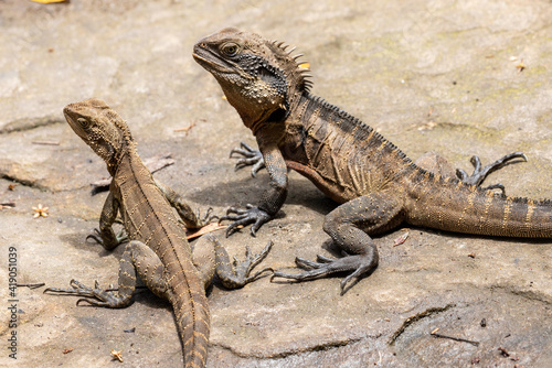 Male and Female Eastern Water Dragon