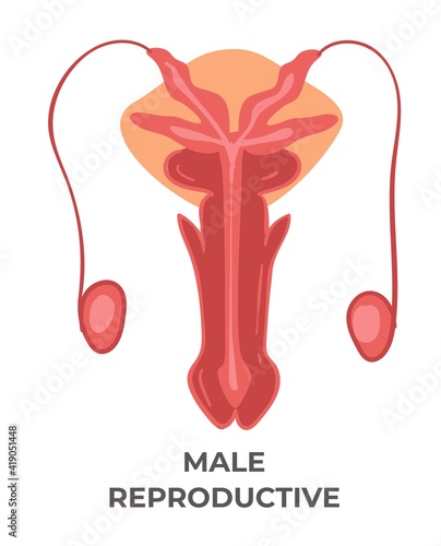 Male reproductive system, health care and medicine