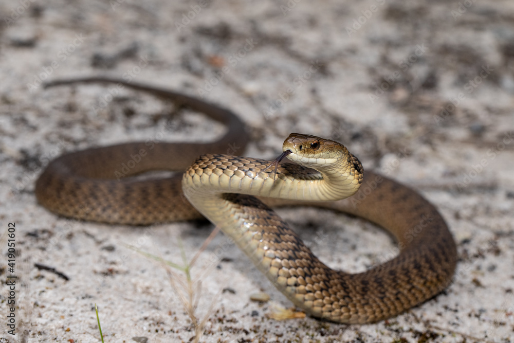 Obraz premium Rough-scaled Snake in striking position