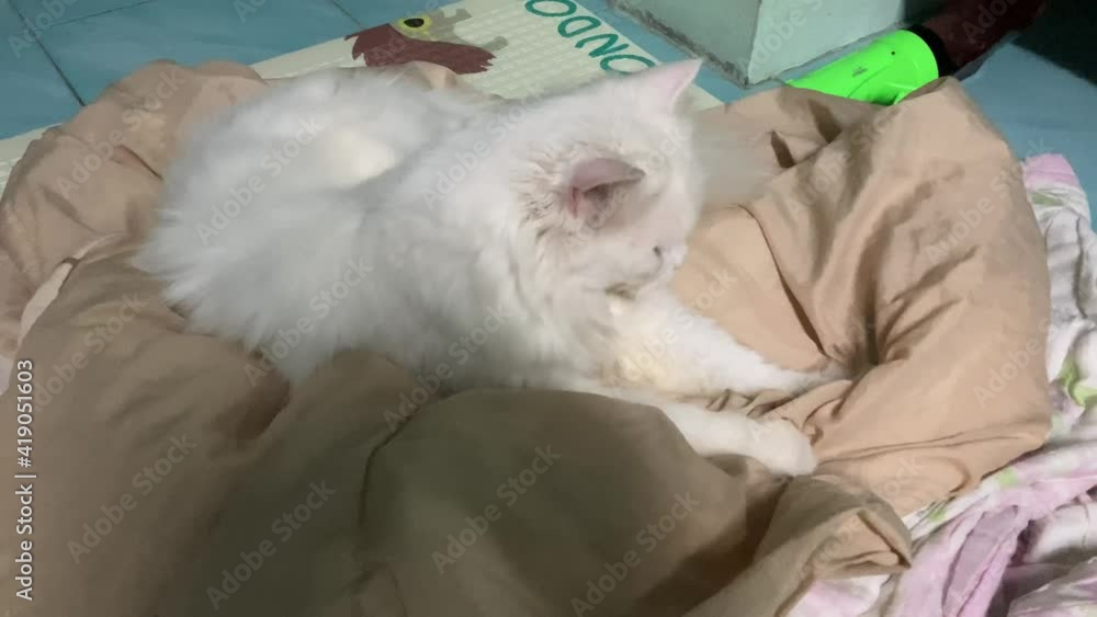 The cat who is doing the massage The cat who is doing the massage