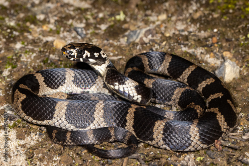 Stephens Banded Snake in curled position