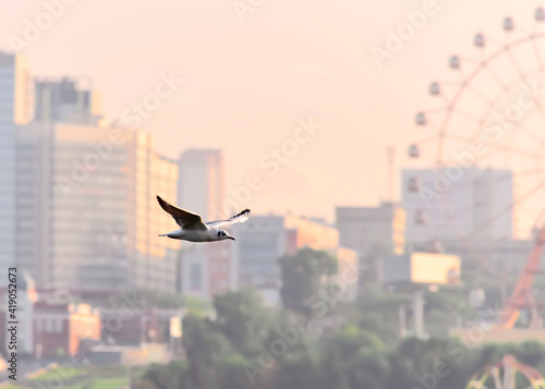 Flying Seagull on the background of the city. White gull with spread wings on a pink blurred background of urb