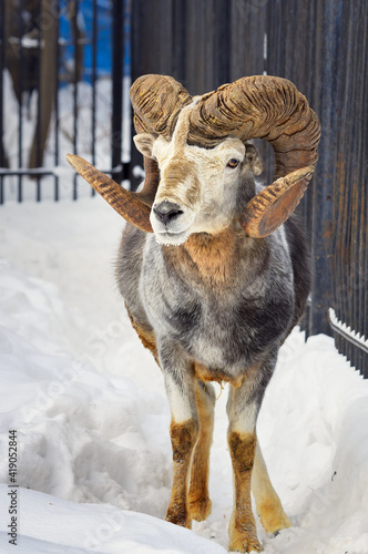 Male argali in the snow. Wild Altai mountain sheep with mighty spiral horns among snowdrifts photo