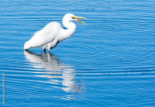 Great egret catching a fish in the blue waters of Bolsa Chica estuary near Huntington Beach in Southern California photo