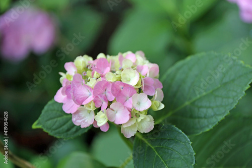 紫陽花の花