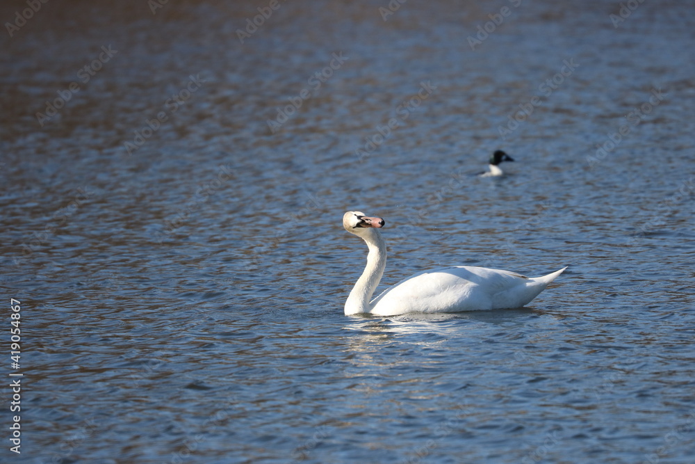 Obraz premium Mute Swan Swimming in the River