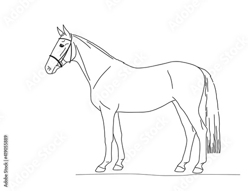 Line sketch of a sport horse isolated on white.