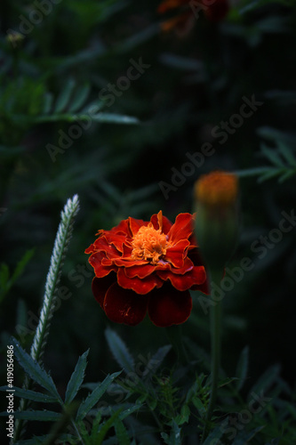 French Marigold (Tagetes patula)