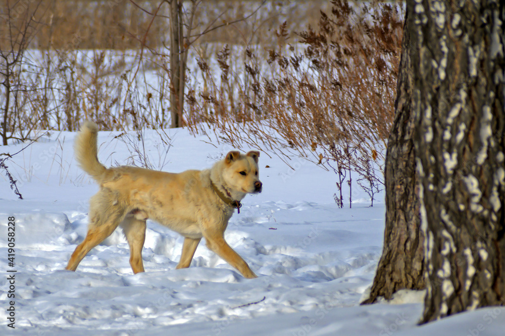 A pet dog walks in a winter city park