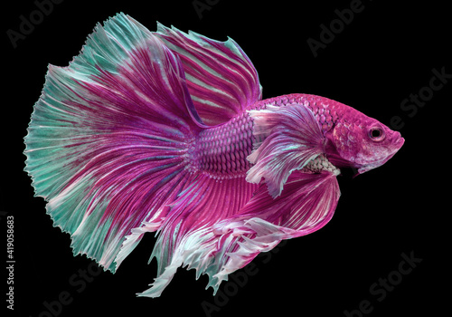 Photography Beautiful movement of Pink purple betta fish, Fancy Halfmoon Betta, The moving moment beautiful of Siamese Fighting fish, Betta splendens, Rhythmic of Betta fish isolated on black background