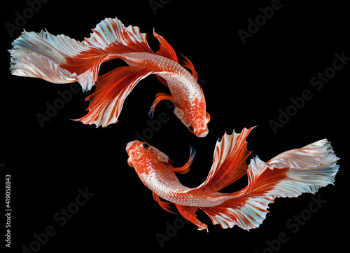 Billede på lærred Beautiful movement of red betta fish, Two Fancy Halfmoon Betta, The moving moment beautiful of Siamese Fighting fish, Betta splendens, Rhythmic of Betta fish isolated on black background