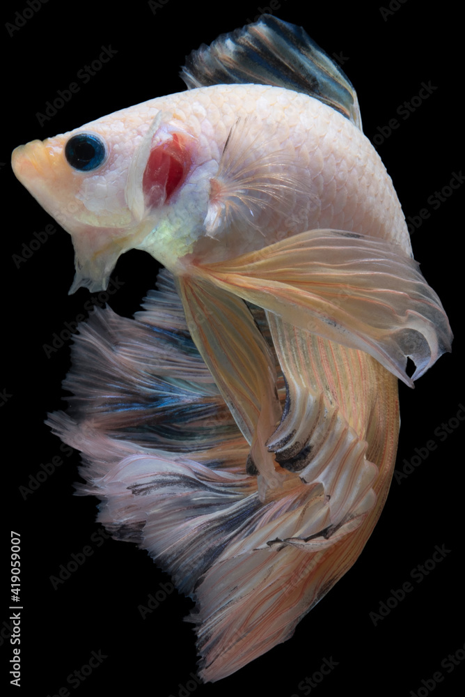 Beautiful movement of yellow Betta fish, Siamese fighting fish with colorful transparent tail, Betta splendens isolated on black background. Studio shot. Beautiful movement of yellow Betta fish, Siamese fighting fish with colorful transparent tail, Betta splendens isolated on black background. Studio shot.
