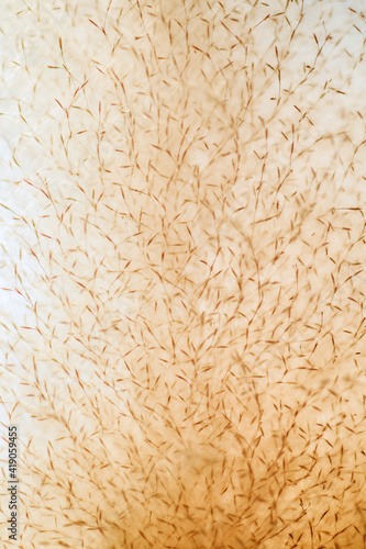 A close up of white grass flowers