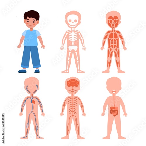 Boy body system. Kids anatomy poster, medical education schemes, skeletal, muscular and nervous, circulatory and digestive systems. Bones muscles and organs vector cartoon illustration