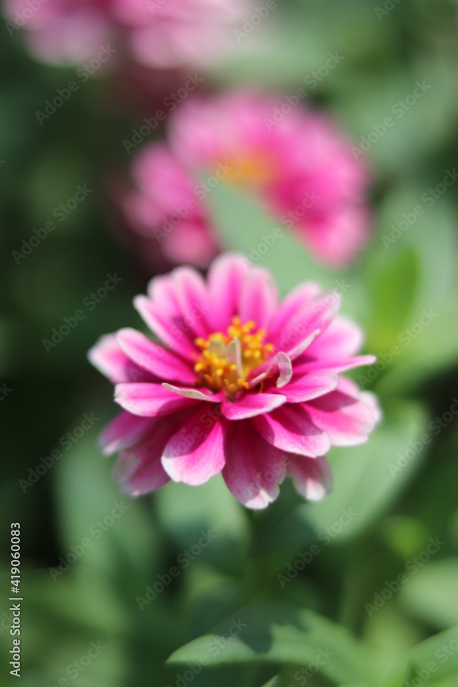 Blurred beautiful wallpaper flower colorful in the garden.