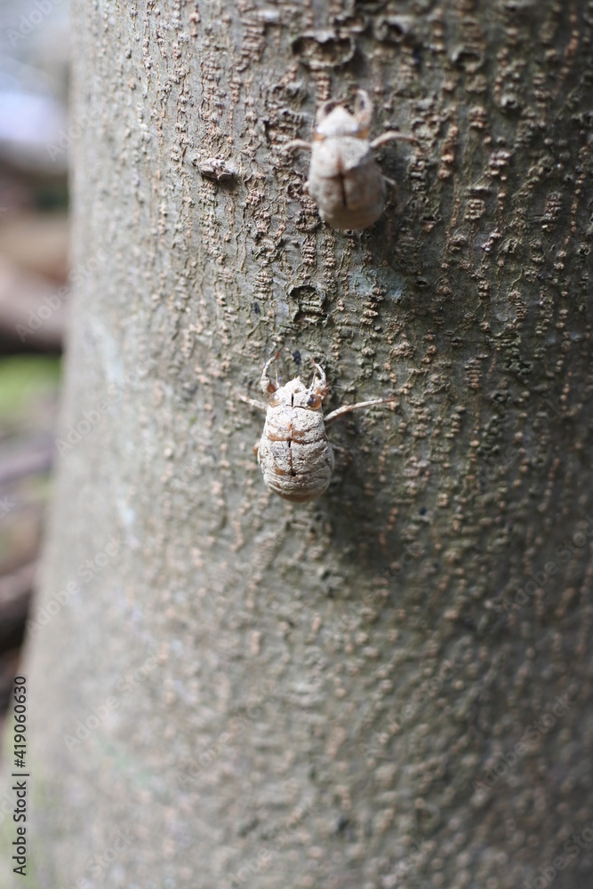 Obraz premium 2 cicada's shells is on the tree trunk in the miscellaneous trees of Japan.