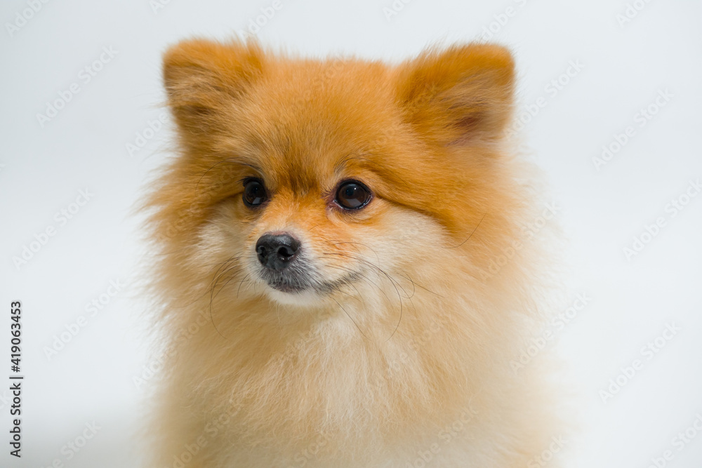 selective focus of small breed Pomeranian Dog is Looking up something on a white background. Emotional support animal concept.