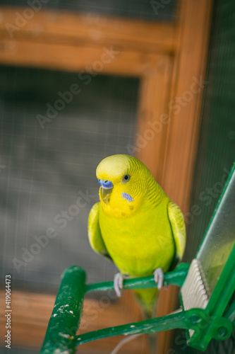 Green budgerigar parrot close up sits on cage near the mirror. Cute green budgie.