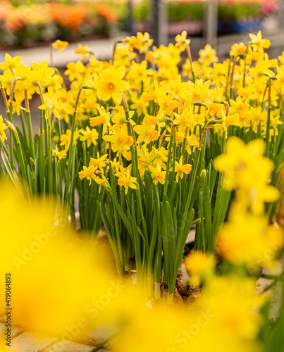 Fototapeta Naklejka Na Ścianę i Meble -  Narcissus or daffodil flowers