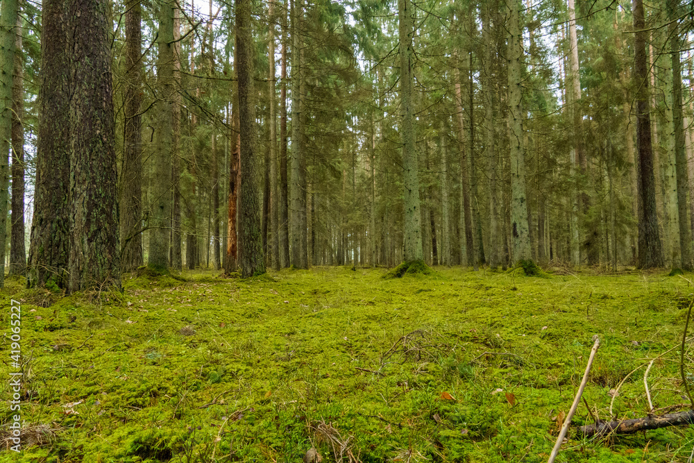 Obraz premium green autumn forest with large trees