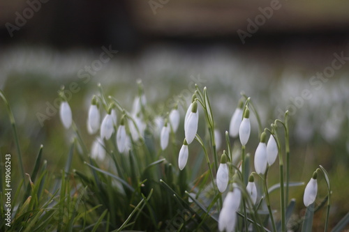 white spring flowers
