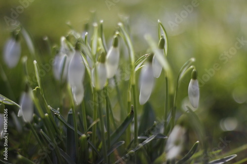 grass with dew drops