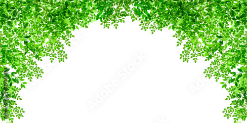 新緑　葉　春　背景
