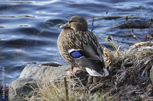 duck