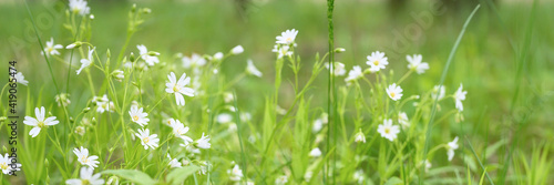 stellaria media is a wild field herbaceous plant with white flowers in full bloom with meadow grasses. stellaria are used in folk medicine as a medicinal plant. banner
