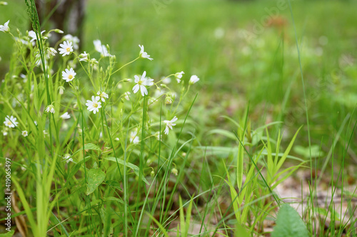 stellaria media is a wild field herbaceous plant with white flowers in full bloom with meadow grasses. stellaria are used in folk medicine as a medicinal plant