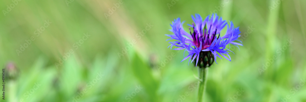 cornflower is a wild field herb with blue purple flowers in full bloom. cornflower (latin. centaurea cyanus) is a genus of herbaceous plants is used in folk medicine as a medicinal plant. banner cornflower is a wild field herb with blue purple flowers in full bloom. cornflower (latin. centaurea cyanus) is a genus of herbaceous plants is used in folk medicine as a medicinal plant. banner