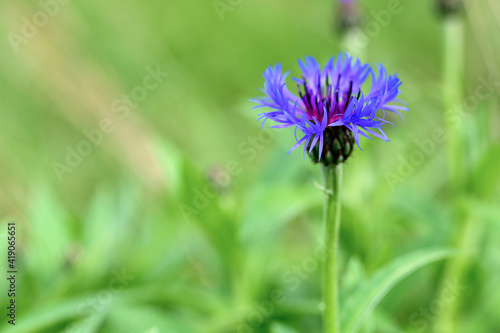 cornflower is a wild field herb with blue purple flowers in full bloom. cornflower (latin. centaurea cyanus) is a genus of herbaceous plants is used in folk medicine as a medicinal plant