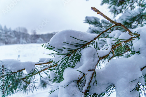 snow-covered spruce branch with a white fluffy petal photo