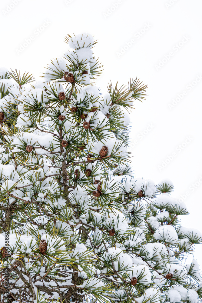 green pine needles on the branches covered with snow after a snow fall in the park under bright sky