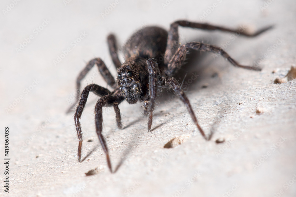 Alopecosa albofasciata wolf spider, climbing a concrete wall on a sunny day Alopecosa albofasciata wolf spider, climbing a concrete wall on a sunny day