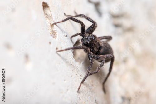 Alopecosa albofasciata wolf spider, climbing a concrete wall on a sunny day © Jorge