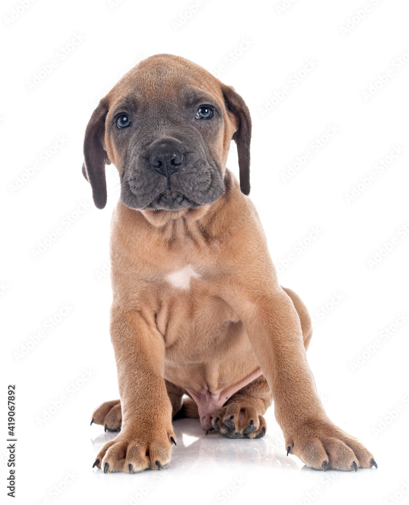 puppy cane corso puppy cane corso