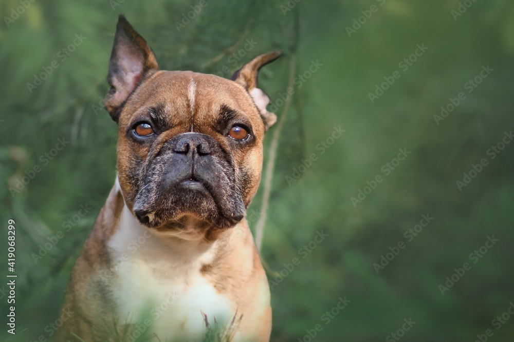 Portrait of fawn French Bulldog dog between blurry pine trees