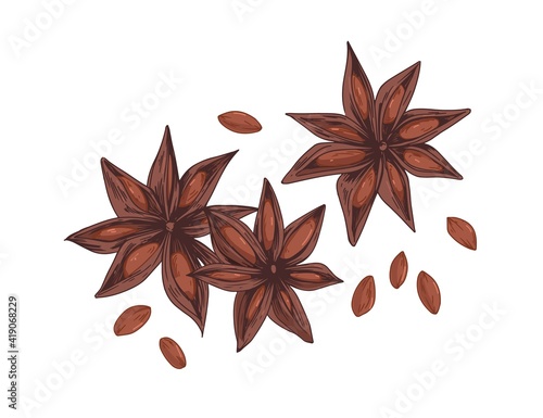 Dry aniseed or star anise. Composition of Chinese winter spice, badian with seeds. Realistic staranise. Hand-drawn detailed vector illustration of illicium verum isolated on white background
