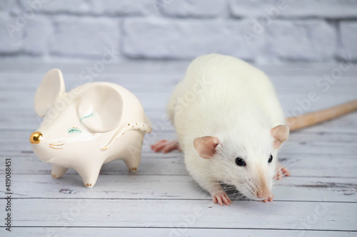 A decorative funny white cute rat stands next to a porcelain figurine in the shape of a rat with a golden nose.