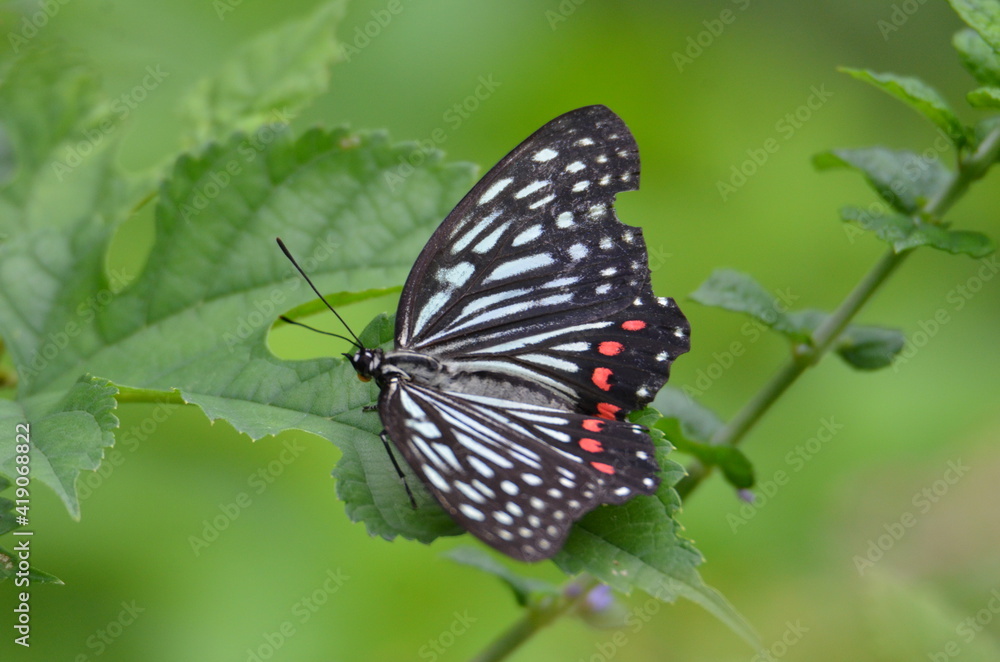 Fototapeta premium 舞岡公園 