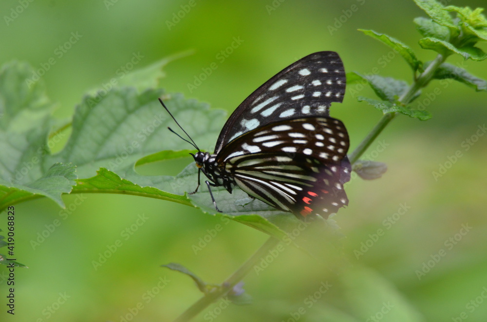 Naklejka premium 舞岡公園