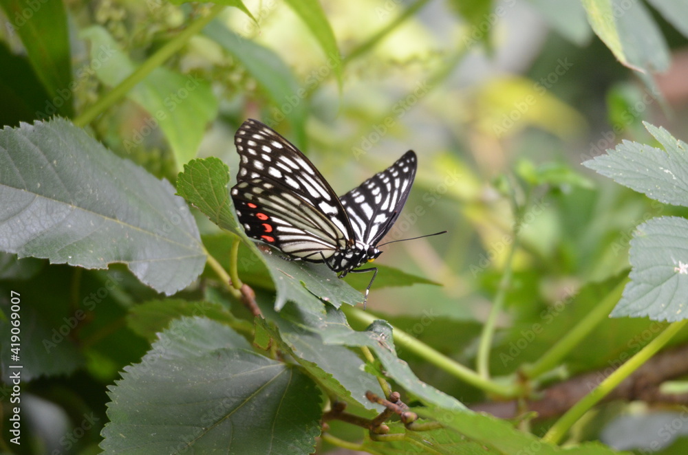 Obraz premium 横浜の自然