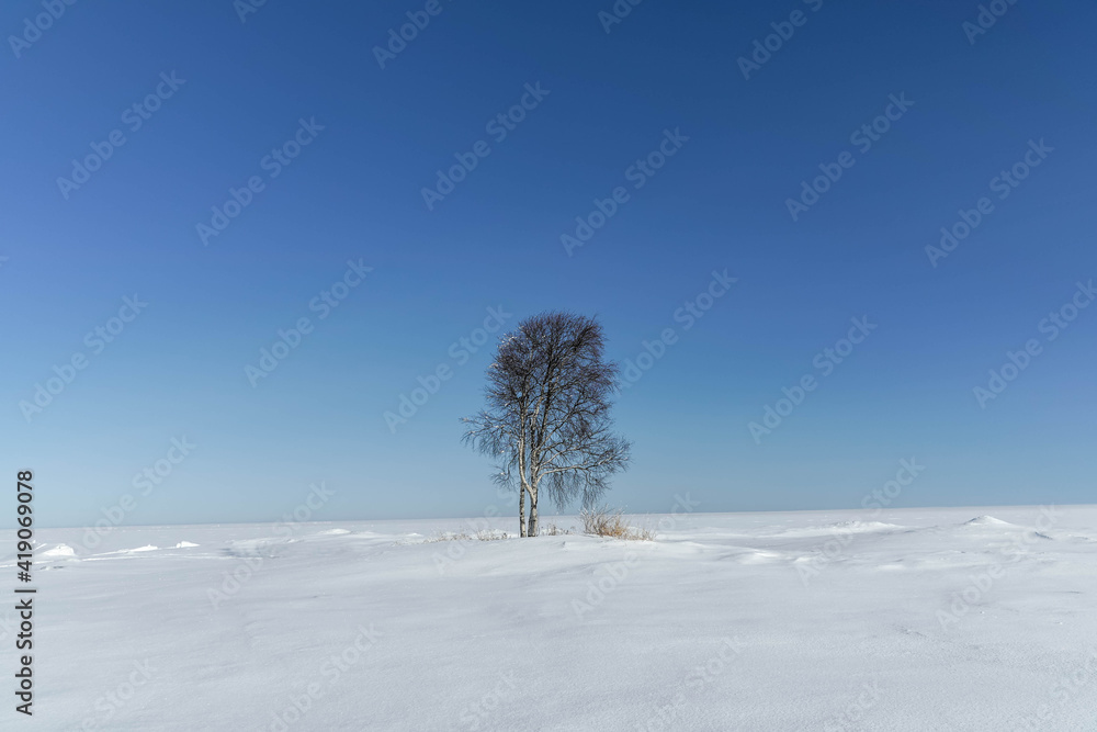 Lonely tree in the snowy steppe against the blue sky. Lonely tree in the snowy steppe against the blue sky.