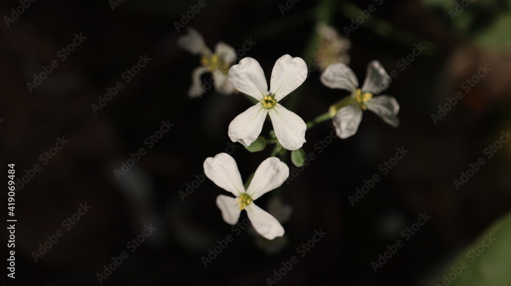 Bunch of white flowers with four petals. Night blooming flower. Bunch of white flowers with four petals. Night blooming flower.