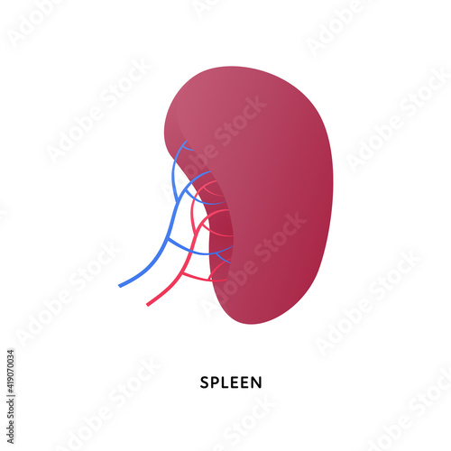 Human organ collection. Vector flat modern anatomical icon color illustration. Red spleen isolated on white background. Health care medical sign. Design element for splenomegaly.