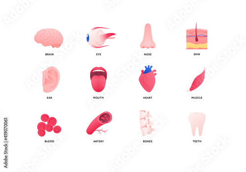 Human organ icon collection. Vector flat color anatomical illustration. Nervous, cardivascular system, bones and taste organ. Design element for medicine, biology, education.