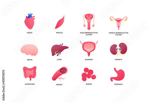 Human organ icon collection. Vector flat color anatomical illustration. Nervous, cardivascular system, reproductive, digestive, internal organs. Design element for medicine, biology, education.
