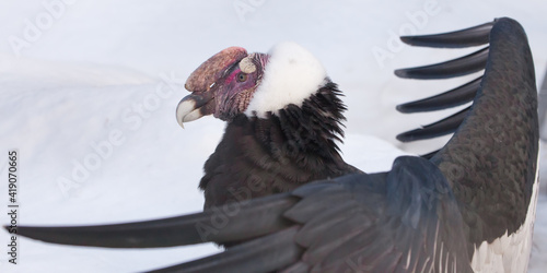 Bild auf Leinwand The wide spread wings of the Andean condor of